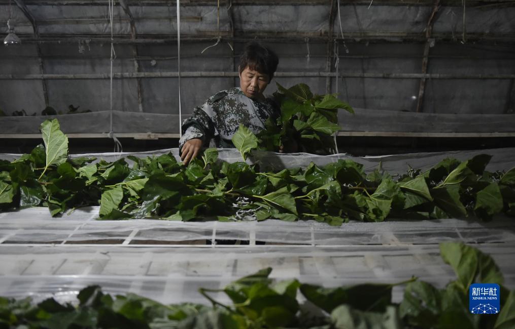 黄金堡推币教程